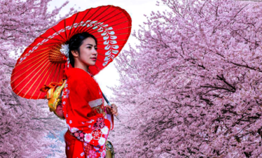 Cherry Blossom Japan