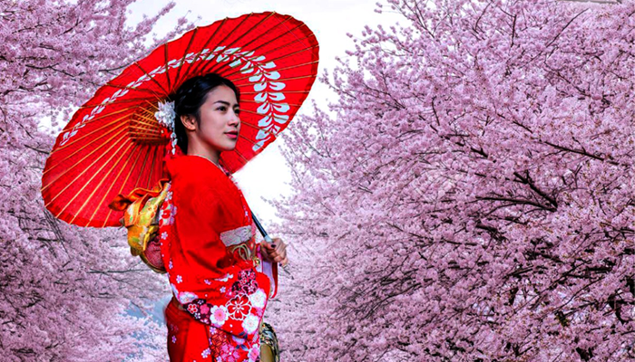 Cherry Blossom Japan